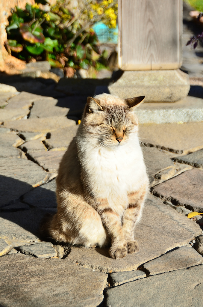 富貴寺2021　秋　見送り猫さん