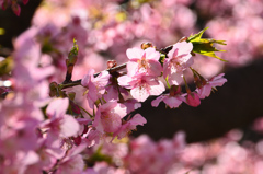 白野江2021　2月-4　河津桜③