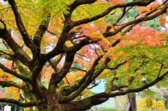 雷山千如寺2019　11月-6　大楓紅葉②