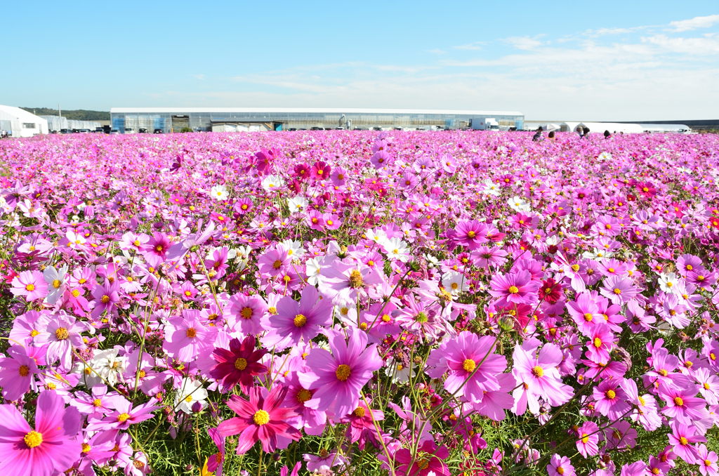 山陽小野田2022　11月　花の海　コスモス畑②