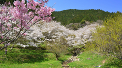 長光円陣の滝2021　3月　桜