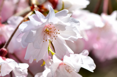 白野江2022　4月-01　八重紅枝垂れ桜②
