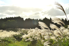 平尾台2021　秋-05　そよぐ②