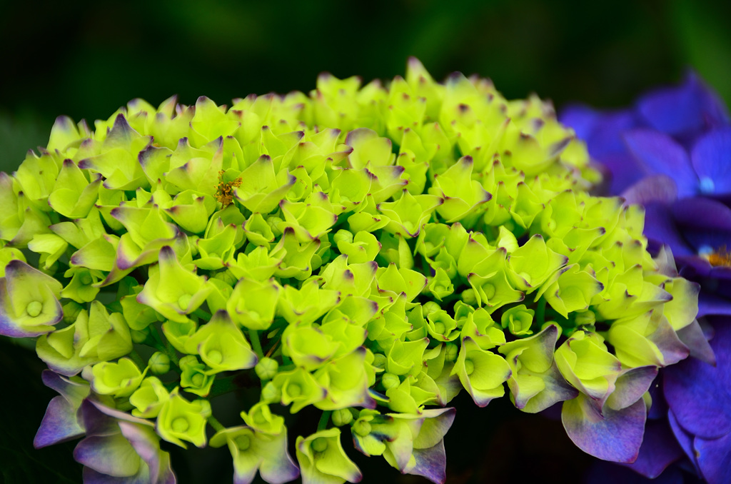 はまゆう公園2020　6月　紫陽花②