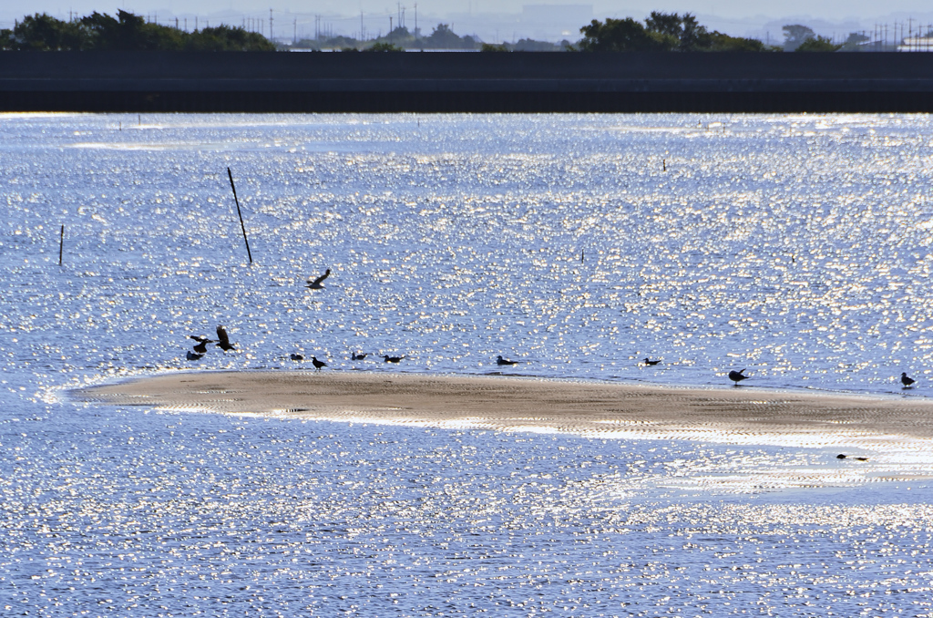 真玉海岸2021　10月-1　海鳥