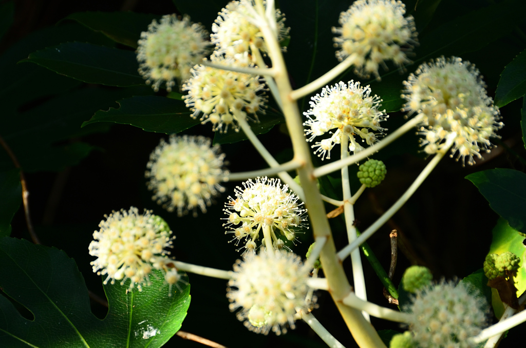 足立公園2020　11月-1　やつで