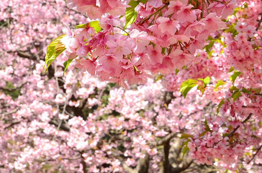 白野江2021　3月-4　河津桜と大寒桜②