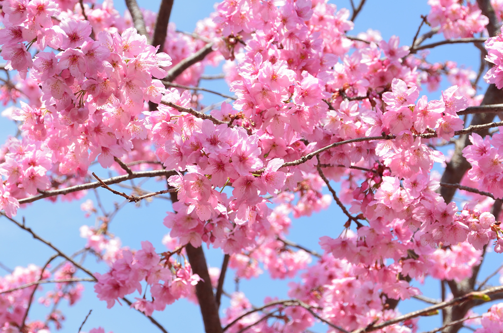 白野江2021　3月　陽光桜②