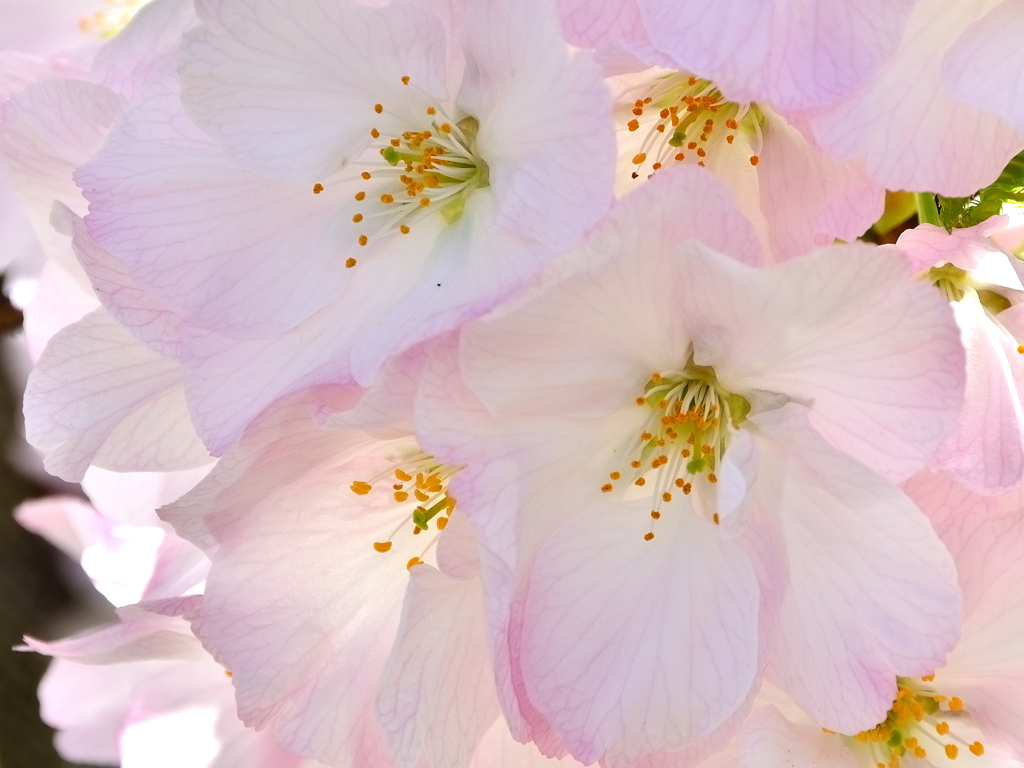小倉城2022　4月-3　桜　ミクルマカエシ