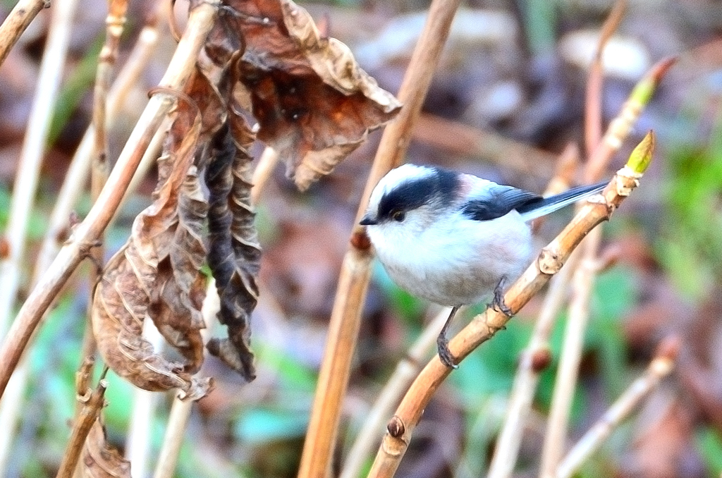 Ｋ市2023　1月-02　エナガ