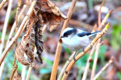 Ｋ市2023　1月-02　エナガ