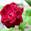 バルコニー2022　春　雨後の薔薇　バーガーデンアイスバーグ