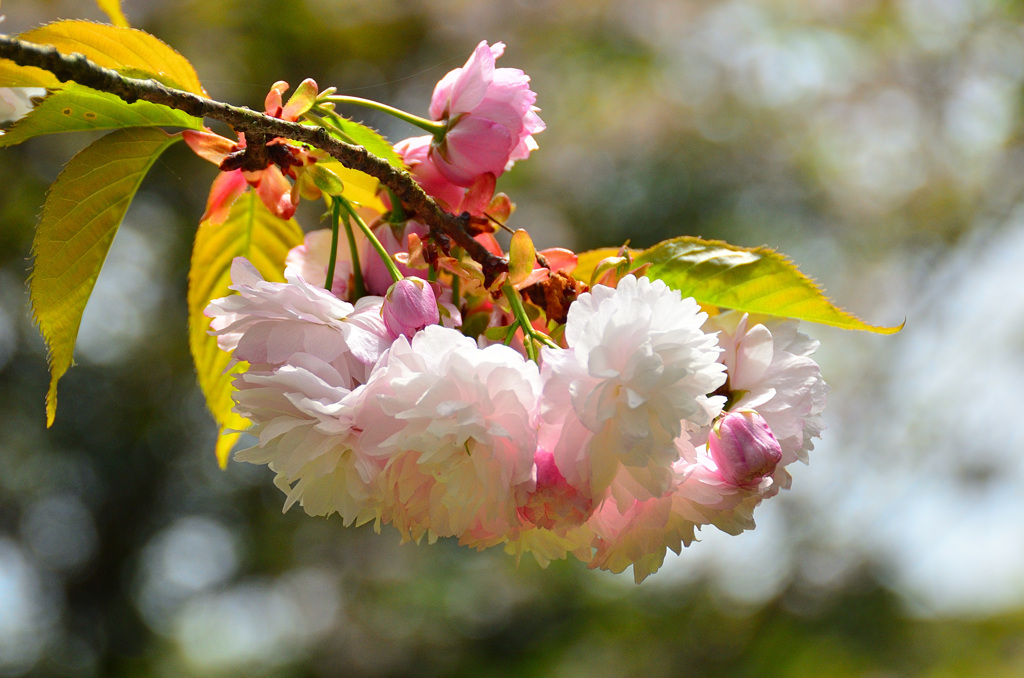 白野江2019　桜　紅笠
