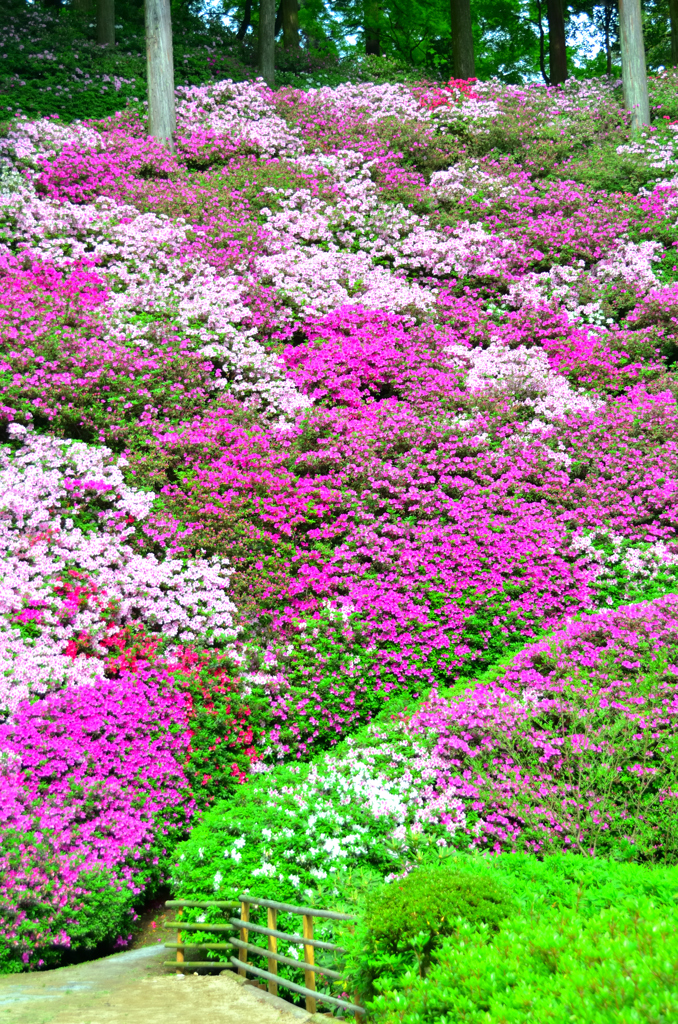 大興善寺2019　4月-2　一目一万本①