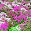 大興善寺2019　4月-2　一目一万本①