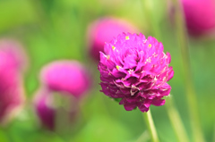 白野江2021　9月-4　千日紅