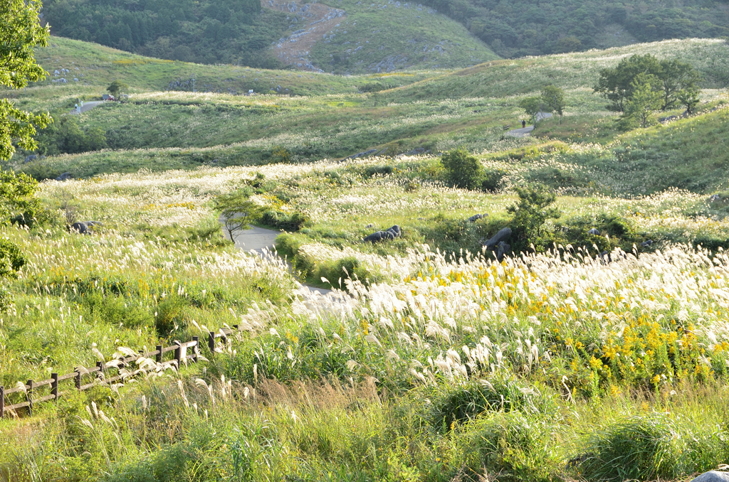 平尾台2021　10月　ススキの小径