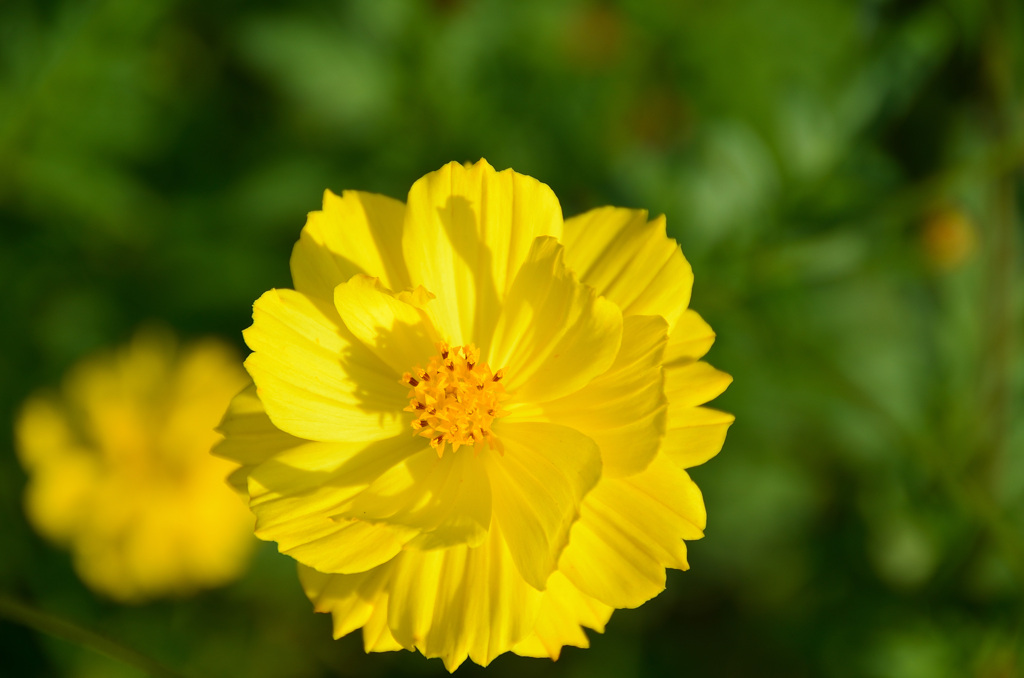 三光村2019-1　ｺｽﾓｽ黄