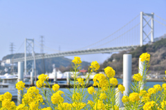 関門橋2024　2月-2　菜の花②
