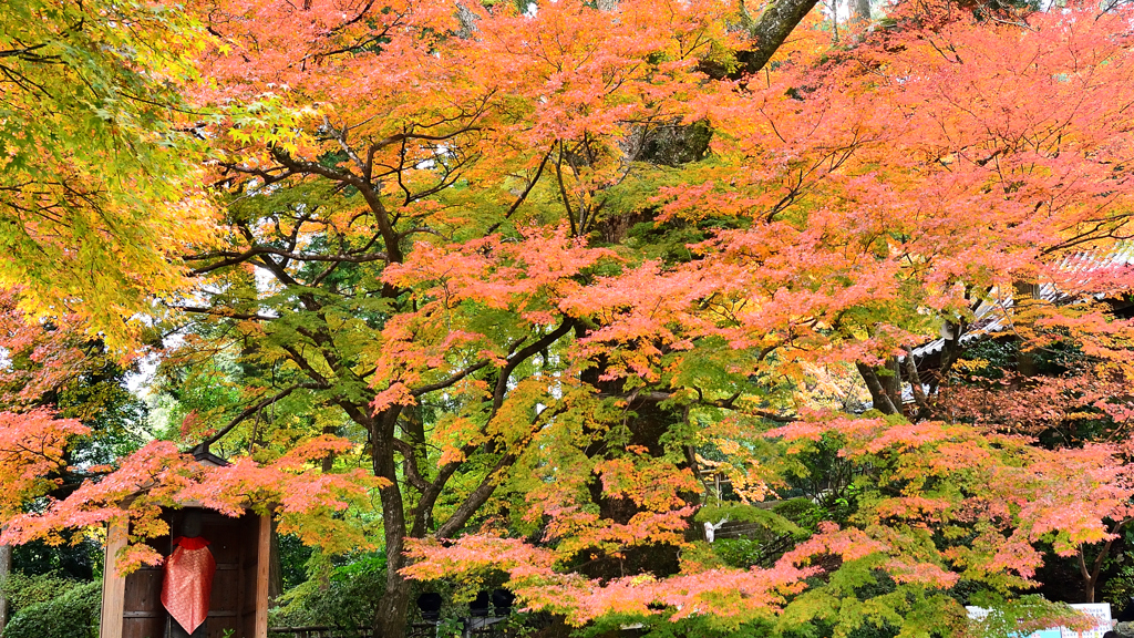 大興善寺2021　11月-5　お地蔵さんと紅葉