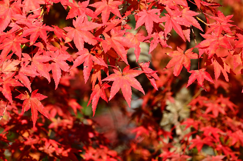 渓石園2020　11月-1　楓①