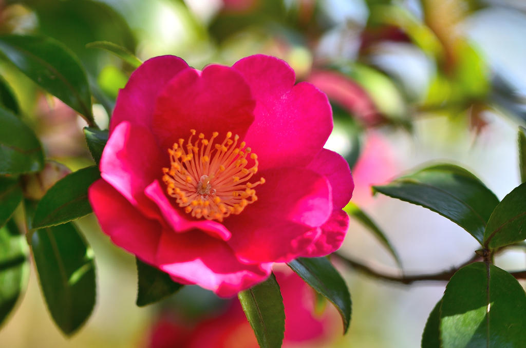 白野江2022　1月-9　山茶花