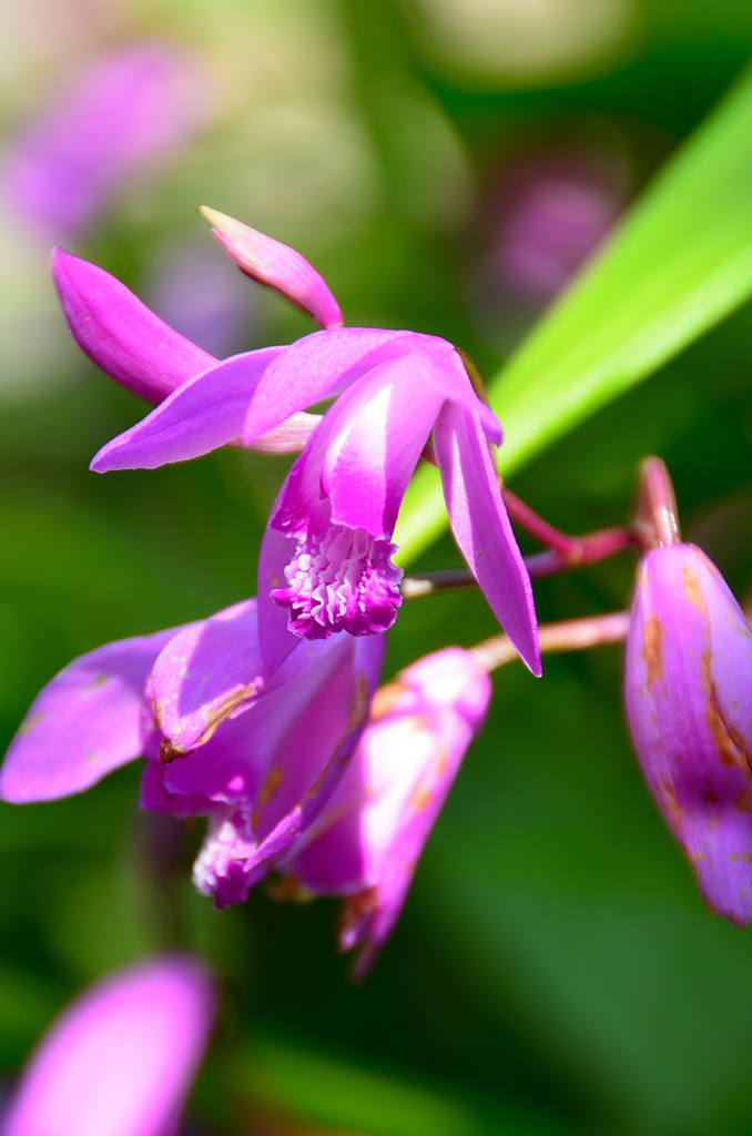 白野江2021　5月　シラン