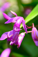 白野江2021　5月　シラン