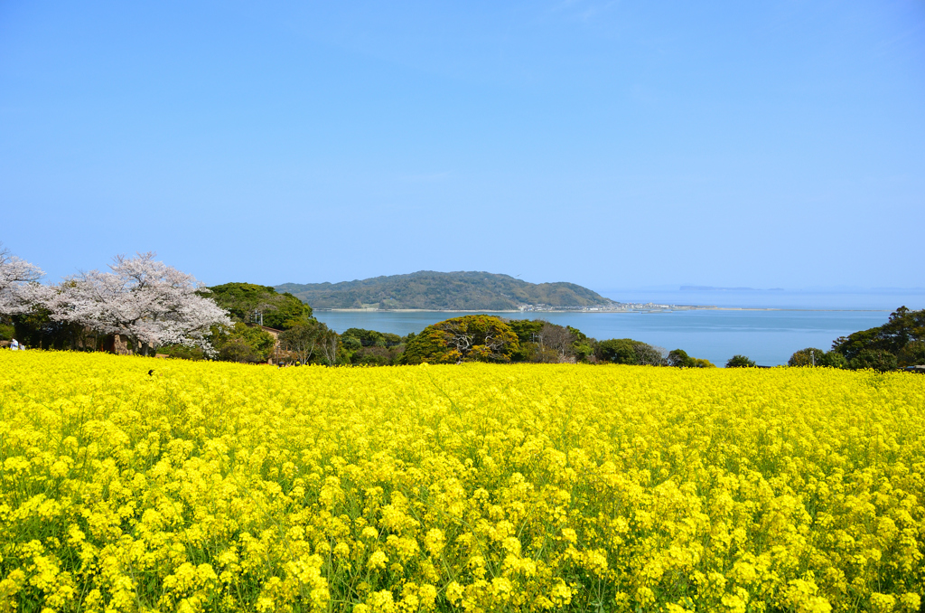 能古島2023　3月-1　菜の花畑と志賀島に青空