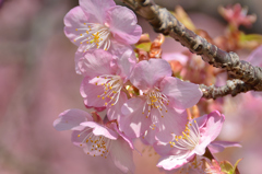 白野江2021　2月-4　河津桜