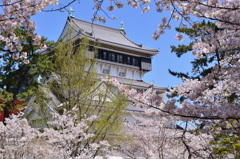 小倉城2020　4月　天守＆桜③