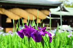 宮地嶽神社2020　花菖蒲＆大注連縄