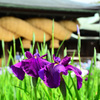 宮地嶽神社2020　花菖蒲＆大注連縄