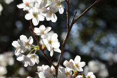 足立公園2022　3月-1　山桜①