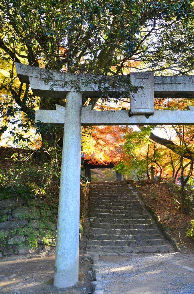 秋月2021　11月-4　鳥居と石段
