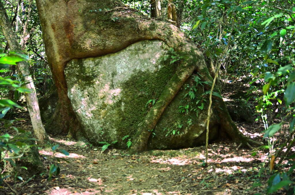 菊池渓谷2020　深緑　石を抱く木