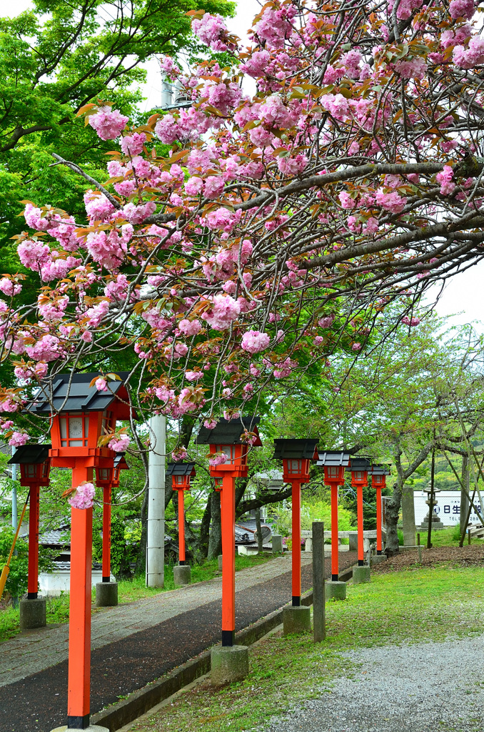 妙見さん2019　4月　八重桜＆燈籠