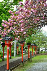 妙見さん2019　4月　八重桜＆燈籠