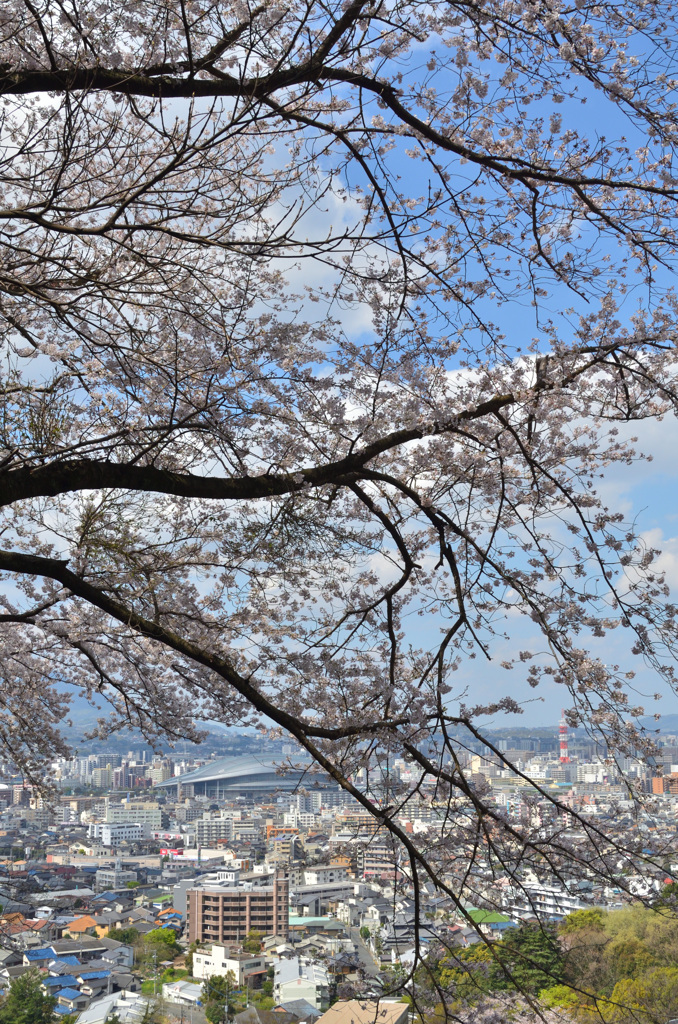 足立公園2019　4月　桜＆都市②