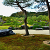 足立美術館2020　11月-5　枯山水庭　喫茶室より