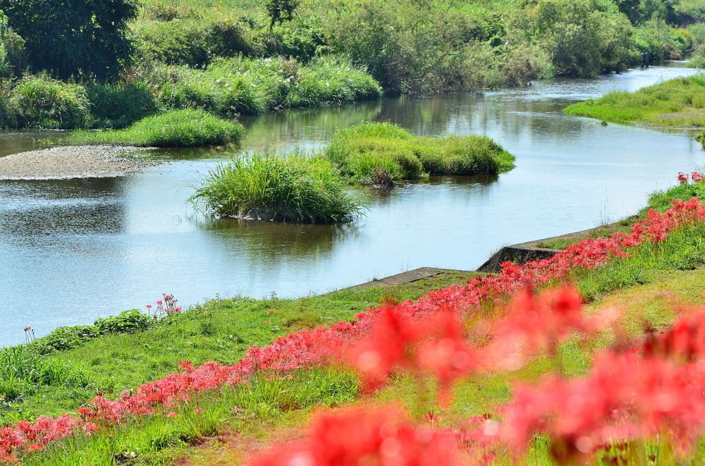 犬鳴川河川公園2023-1　川縁の曼殊沙華