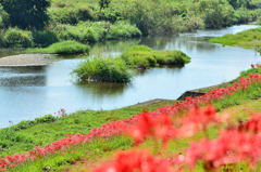 犬鳴川河川公園2023-1　川縁の曼殊沙華