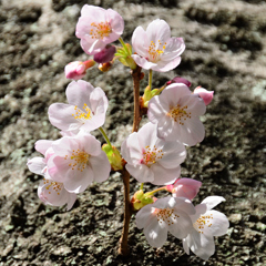 足立公園2022　3月-03　胴咲桜