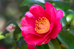 白野江2022　1月-7　山茶花