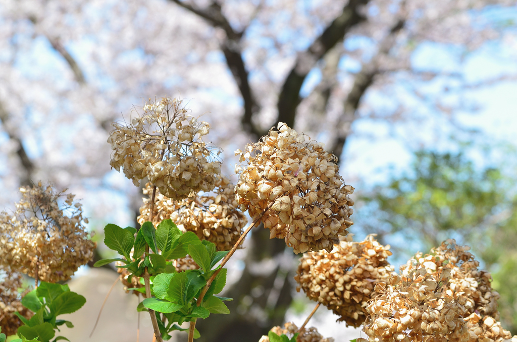小倉城2022　4月-6　枯紫陽花と桜