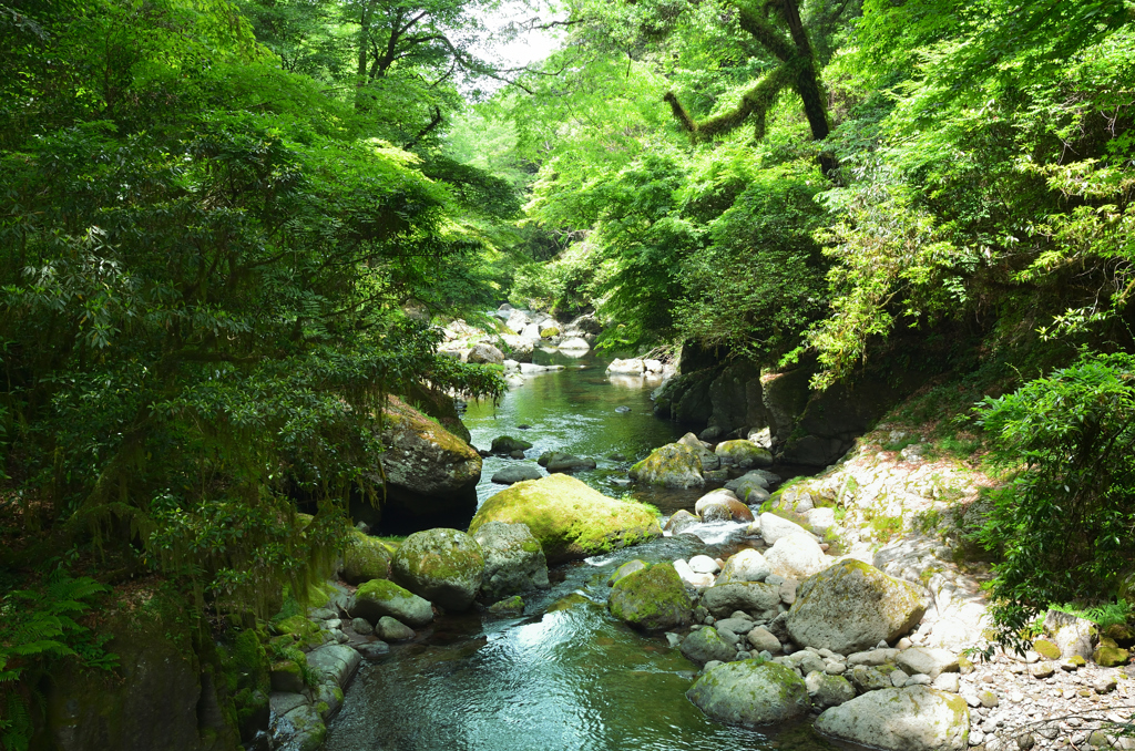 菊池渓谷2022-4　新緑の渓流①