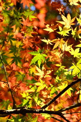 足立公園2020　11月-3　紅葉と青もみじ②