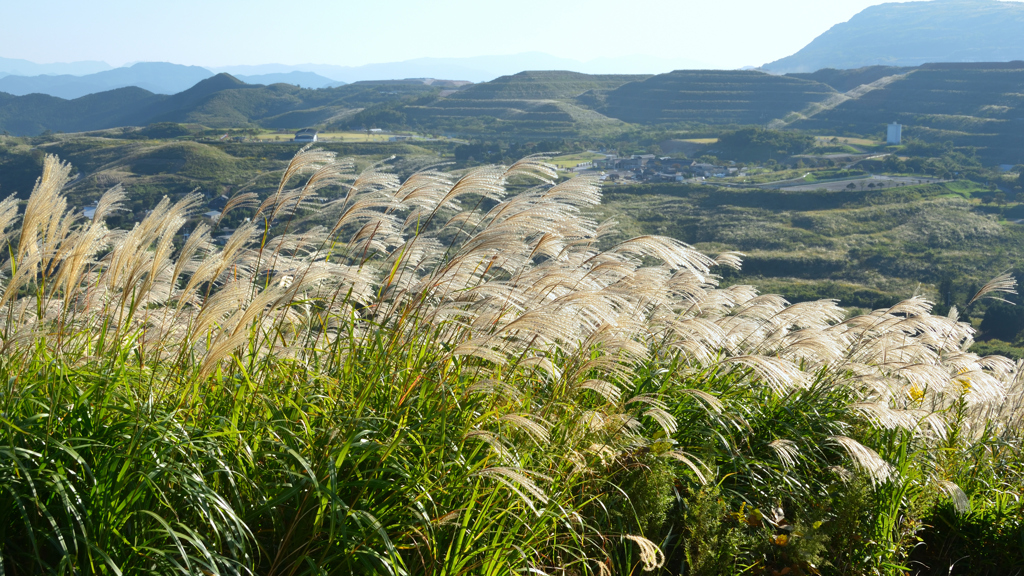平尾台2020　10月-5　大平山　風に靡くススキ