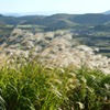 平尾台2020　10月-5　大平山　風に靡くススキ