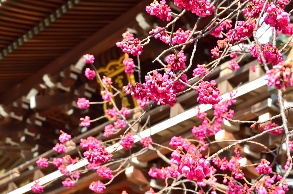 宮地嶽神社2021　2月　楼門と寒緋桜③